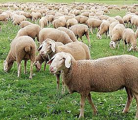 Auf ein Wort: Die Schafe folgender Stimme des Hirten